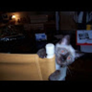 Meet your Posher, Pauline